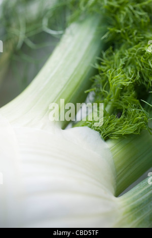 Fenchel, close-up Stockfoto