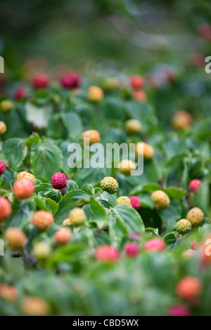 Cornus Kousa Obst Stockfoto