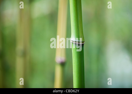 Ein Bambus-Plantage Stockfoto