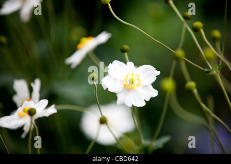 Weiße japanische Anemone Blumen Stockfoto