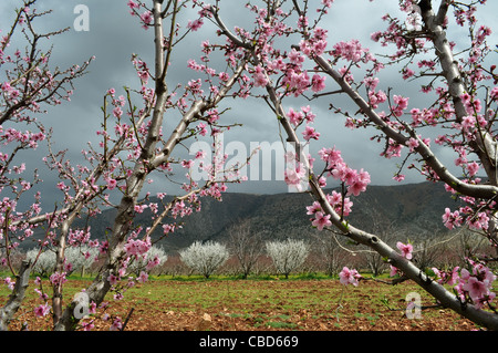 Anjar, Anti-Libanon-Gebirge, syrische Grenze zum Libanon, Frühling unter Kirschbäumen anstelle von ehemaligen Opium-Ernte. Stockfoto