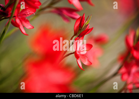 Rot Hesperantha Coccinea Blumen Stockfoto