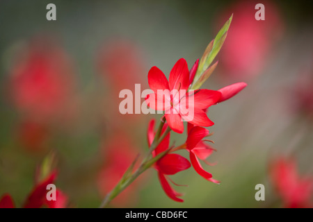 Rot Hesperantha Coccinea Blumen Stockfoto