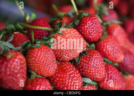 Erdbeeren, close-up Stockfoto