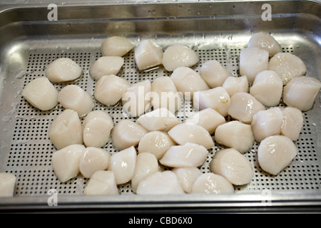 Drainierende frische Jakobsmuscheln Stockfoto