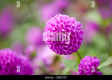 Lila Dahlien-Blumen in voller Blüte Stockfoto