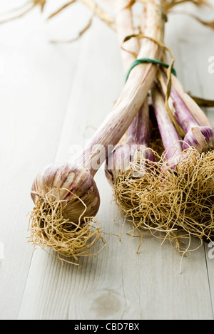 Frischer Knoblauch Stockfoto