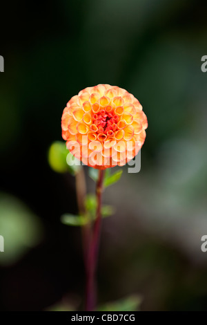 Eine orange Dahlia Blume in voller Blüte Stockfoto