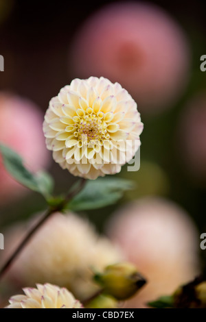 Eine gelbe Dahlie Blume in voller Blüte Stockfoto