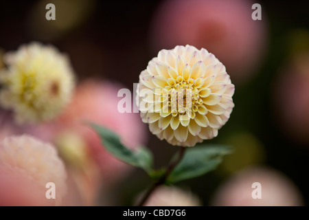 Eine gelbe Dahlie Blume in voller Blüte Stockfoto