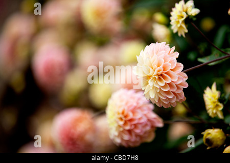 Pfirsich und gelb Dahlia Blumen in voller Blüte Stockfoto