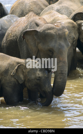 Asiatischer Elefant Mutter und Baby (Elephas Maximus) im Waisenhaus von Pinnawela, Sabaragamuwa Maha Oya Fluss in der Nähe von Kandy, Sri Lanka Stockfoto