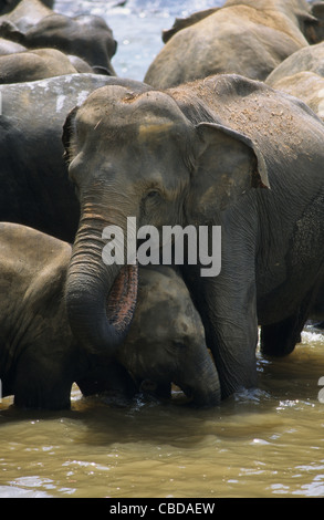 Asiatischer Elefant Mutter und Baby (Elephas Maximus) im Waisenhaus von Pinnawela, Sabaragamuwa Maha Oya Fluss in der Nähe von Kandy, Sri Lanka Stockfoto