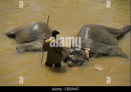 Asiatische Elefanten (Elephas Maximus) mit Mahout in Maha Oya Fluss Baden, in der Nähe von Pinnawela Waisenhaus, Sabaragamuwa Kandy, Sri Lanka Stockfoto