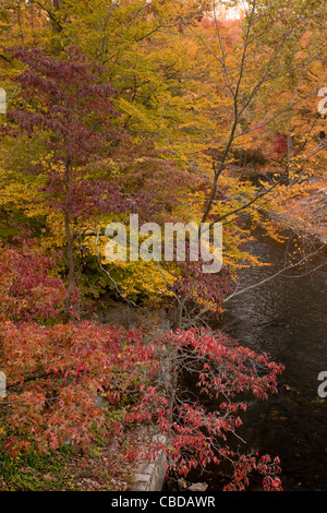 Bronx River im Herbst (Herbst) fließt durch New York Botanischer Garten, NY, USA. Stockfoto