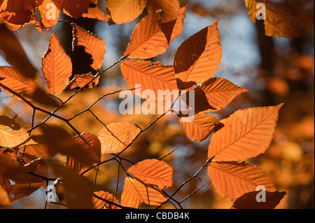 Die Blätter im Herbst von amerikanische Buche, Fagus Grandifolia, auch bekannt als nordamerikanische Buche. New-Jersey. Stockfoto