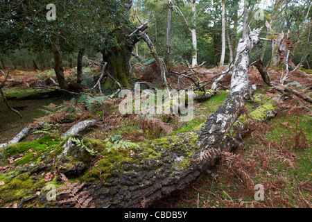 Moose und Farne wachsen auf altem Baumbestand im New Forest, Hampshire, UK Stockfoto