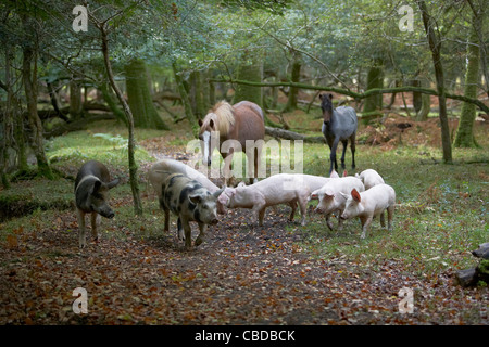 Schweine und Pferde Futter für Eicheln und Samen unter dem alten Recht von Weideland oder Mast im New Forest, Hampshire, UK Stockfoto