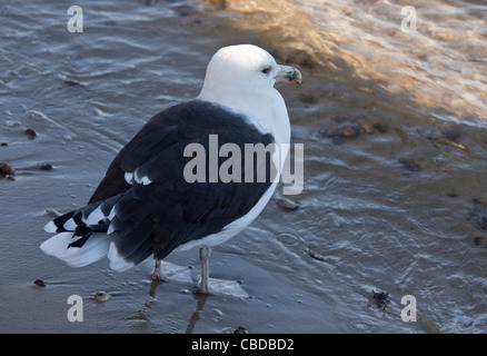 Mehr Black-backed Gull Larus Marinus; Erwachsenen am Strand im Herbst. Stockfoto