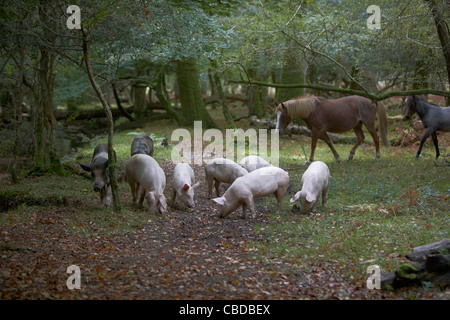 Schweine und Pferde Futter für Eicheln und Samen unter dem alten Recht von Weideland oder Mast im New Forest, Hampshire, UK Stockfoto