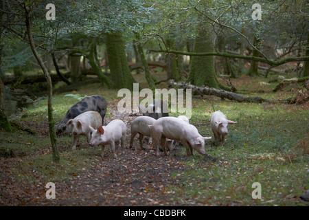 Schweine und Pferde Futter für Eicheln und Samen unter dem alten Recht von Weideland oder Mast im New Forest, Hampshire, UK Stockfoto