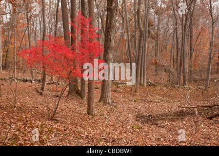 Geflügelter Spindel Baum im Herbst (Herbst) - invasive strauchige Arten - in Ward Poundridge County Park, Salem, New York State, USA. Stockfoto