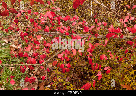 Herbstlaub der geflügelten Spindel (geflügelte Pfaffenhütchen, brennenden Dornbusch), Euonymus Alatus; eine invasive Strauch in Nordost-USA. Stockfoto