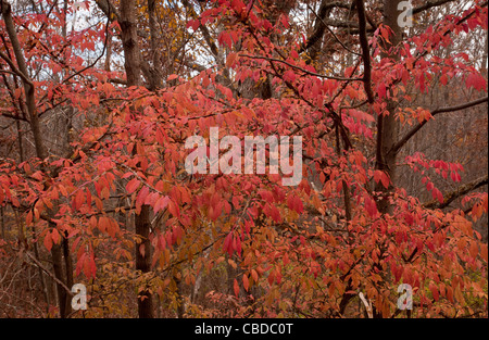 Herbstlaub der geflügelten Spindel (geflügelte Pfaffenhütchen, brennenden Dornbusch), Euonymus Alatus; eine invasive Strauch in Nordost-USA. Stockfoto