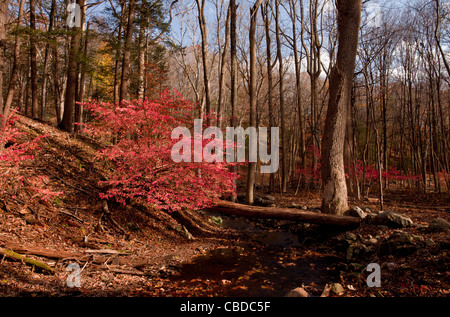 Geflügelte Spindel, Euonymus Alatus Baum (geflügelte Pfaffenhütchen, brennenden Dornbusch); invasive Arten in Halle Schlucht, New York State, USA Stockfoto