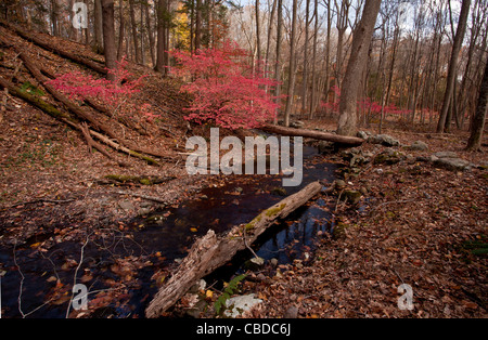 Geflügelte Spindel, Euonymus Alatus Baum (geflügelte Pfaffenhütchen, brennenden Dornbusch); invasive Arten in Halle Schlucht, New York State, USA Stockfoto