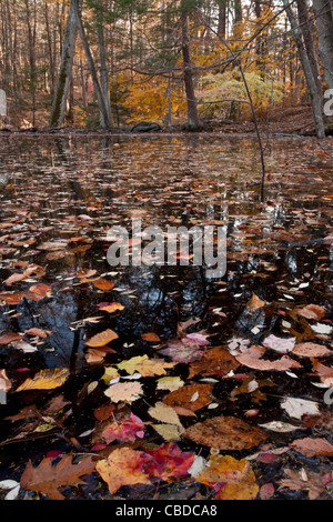 Gefallene Herbstlaub am Teich in Buche - rot-Ahorn Wald in Halle Schlucht zu bewahren, Herbst; New York State. USA. Stockfoto