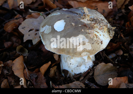 Penny Bun Boletus edulis Stockfoto