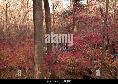 Herbstlaub der geflügelten Spindel (geflügelte Pfaffenhütchen, brennenden Dornbusch), Euonymus Alatus, Wald, Halle Schlucht, New York State Stockfoto