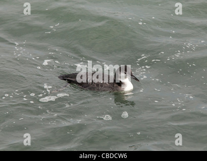 Gemeinsamen Loon, Gavia Immer auf dem offenen Meer im Winter, aus Long Island, NY, USA Stockfoto