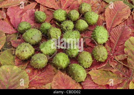 Kastanien im Herbst Blätter Stockfoto