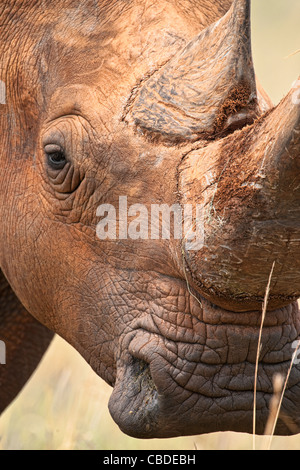 Weißes Nashorn (Ceratotherium simum) quadratisches Nashorn Portrait des Horns. Eine vom Aussterben bedrohte Art im Madikwe Game Reserve, Südafrika. Stockfoto