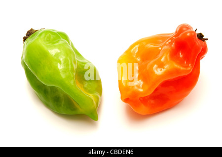 Naga Morich auf weißem Hintergrund Stockfoto