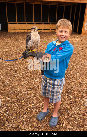 Ein acht Jahre alter Junge hält ein Lanner Falcon an die Greifvogel-Erfahrung bei Center Parcs in Elveden in der Nähe von Thetford, Großbritannien Stockfoto