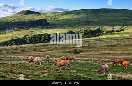 Herde von Vieh auf der Weide Höhenlage in das Zentralmassiv in Frankreich Region Auvergne. Stockfoto