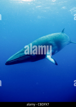 Zwerg Zwergwal im australischen Great Barrier Reef. Stockfoto