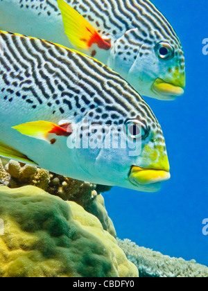 Diagonale gebändert süßen Lippen auf Australiens Great Barrier Reef. Stockfoto