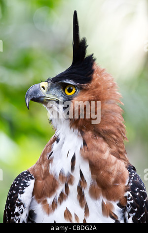 Eine Nahaufnahme von einer reich verzierten Hawk Eagle Anzeige im Amazonas. Stockfoto
