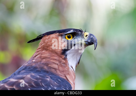 Nahaufnahme eines Adlers verzierten Hawk in Ruhe in den Amazonas-Dschungel. Stockfoto
