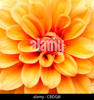 Dahlie "David Howard" in voller Blüte Stockfoto