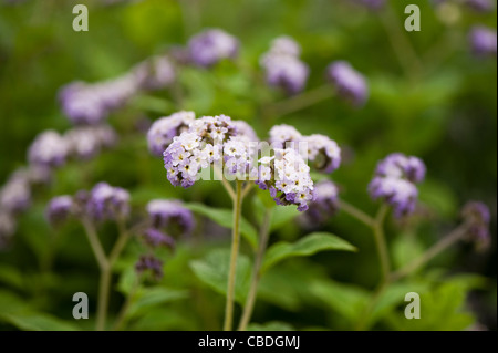 Blassen lila Heliotropium in Blüte Stockfoto