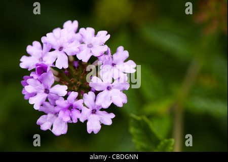 Eisenkraut "La France" in Blume Stockfoto