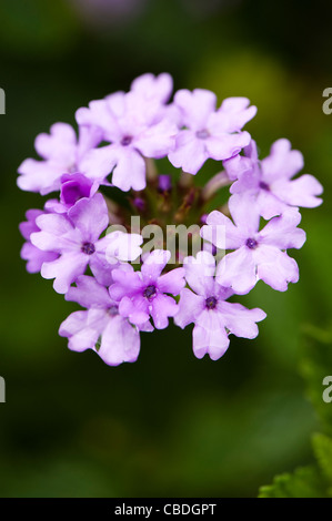 Eisenkraut "La France" in Blume Stockfoto