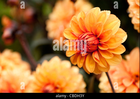 Dahlie "David Howard" in voller Blüte Stockfoto