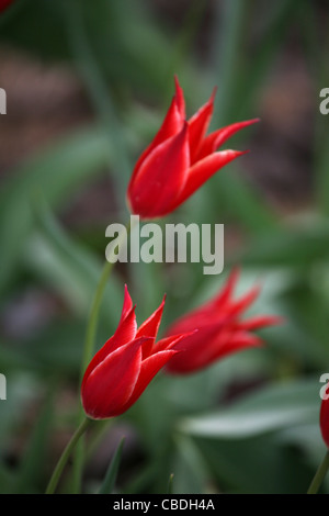 Gartenblüten und Blumen. Rote Tulpen Stockfoto