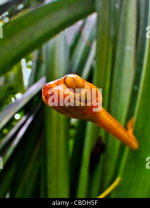 Nahaufnahme von der giftigen Katze Auge Baumschlange in Costa Rica, Suche das Schilf Frosch Eier zu fressen. Stockfoto